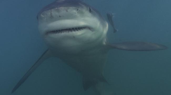 六头鲨是怎么拍的照片