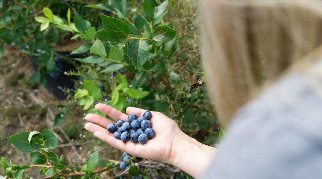 蓝莓没种子怎么种植呢