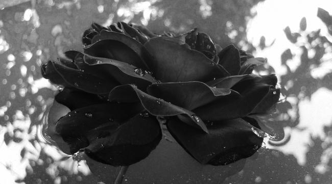 黑色玫瑰上盆时间多久