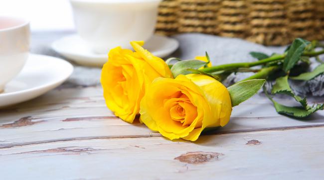 黄色玫瑰花可以养在客厅里面吗