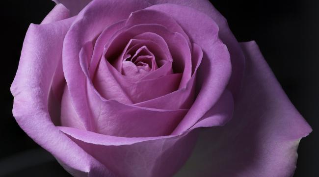 10款紫色玫瑰品种介绍图
