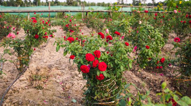 玫瑰花种的种植方法