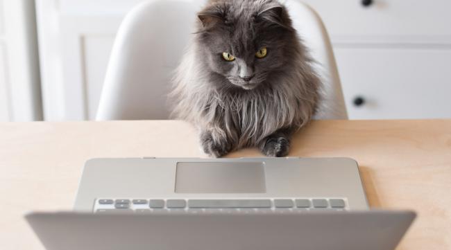 猫连不上网怎么办