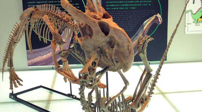 恐龙的年代及分类介绍