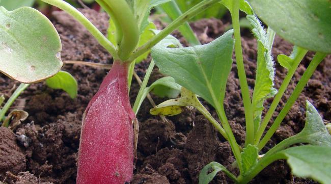 萝卜种子种植时间和方法