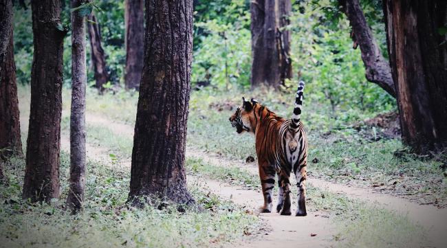 森林里散步遇到老虎怎么办呢