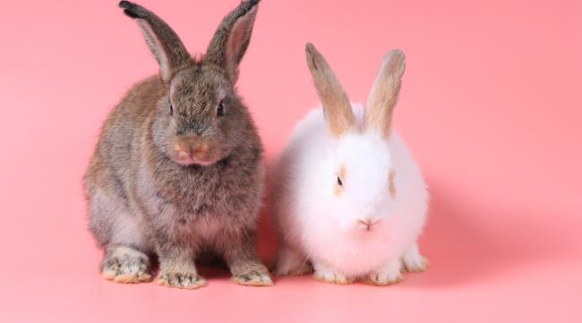兔子与兔子怎么交流