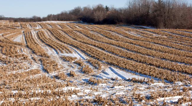 冬天长得旺盛的农作物图片