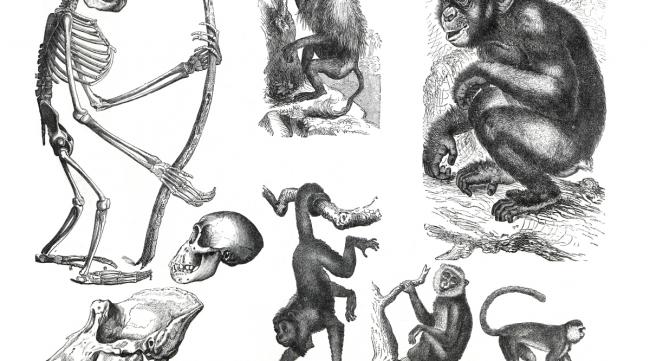 人类从爬行动物进化的过程