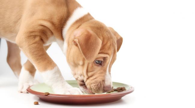 一般的狗狗喜欢吃肉还是吃素好