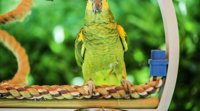 亚马逊鹦鹉说话能力排行榜