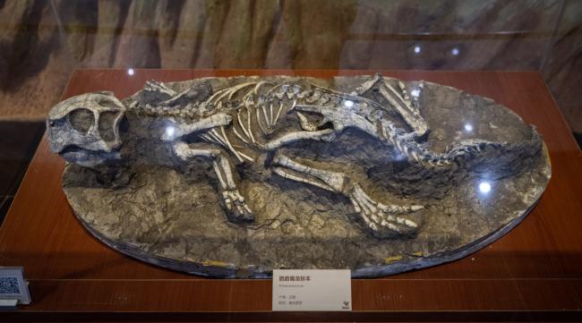 恐龙化石在怎样的地方挖得到呢