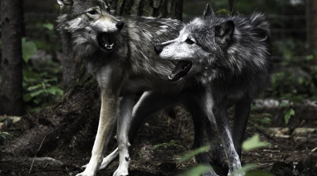 狼的天敌是什么狗