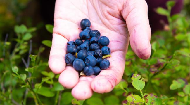 蓝莓果实里的种子能种吗