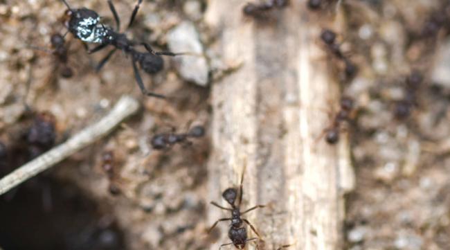 蚂蚁的群体具有社会行为吗