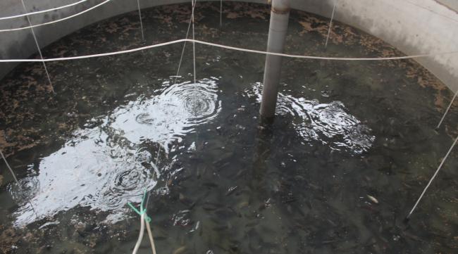高温季节里养鱼如何防水体缺氧呢