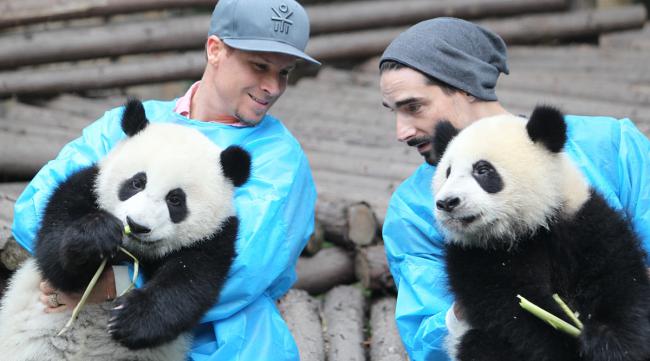 熊猫在中国的待遇