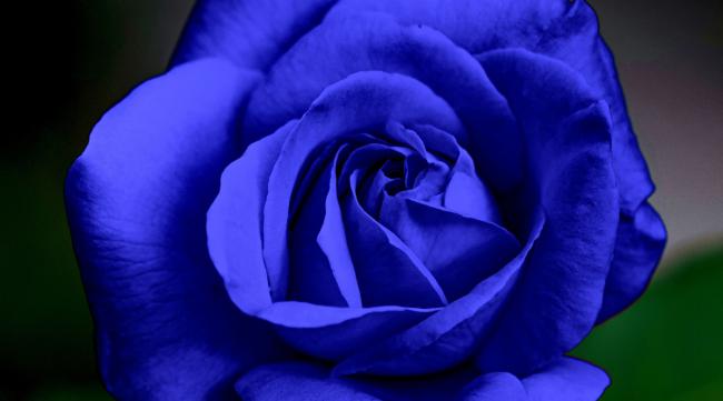 马耳他蓝玫瑰花语