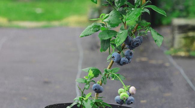 蓝莓树怎么繁殖
