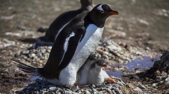 企鹅是怎么繁衍后代的