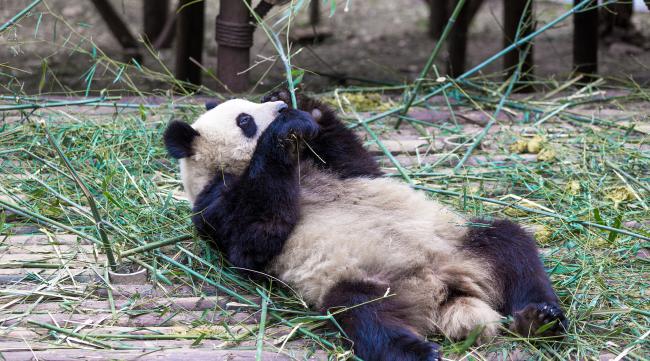 目前野生大熊猫仅分布在我国的
