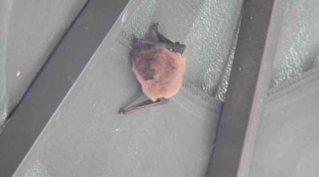 为何蝙蝠频繁撞击家里玻璃窗