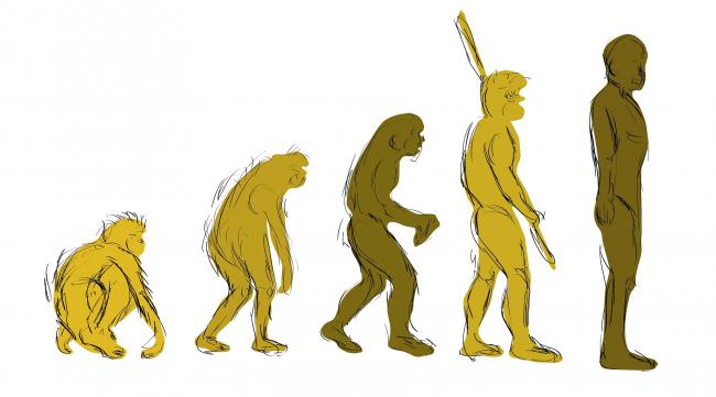 猴子怎样进化人形