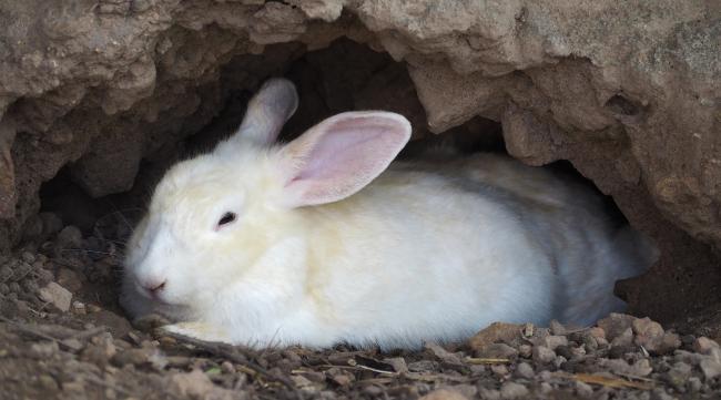 兔子住在窝里还是洞里