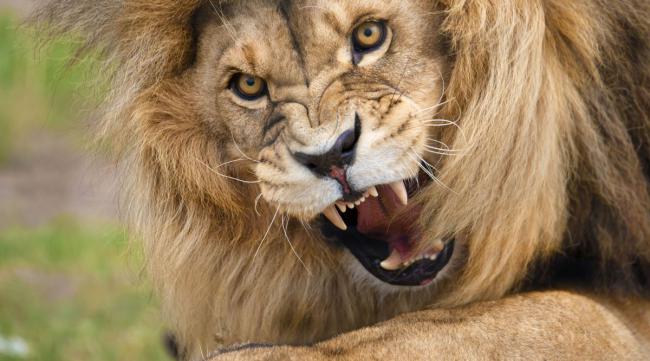 狮子座最怕什么动物