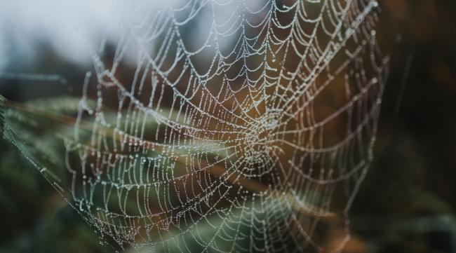 蜘蛛和蜘蛛网代表什么含义