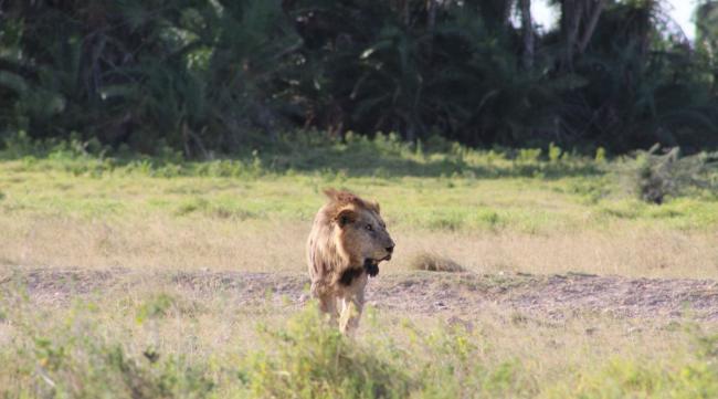 狮子能跳几米高