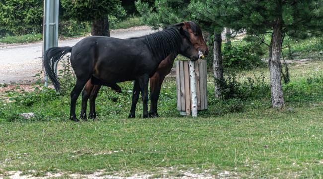 马与骡的自然繁育的方法有哪些