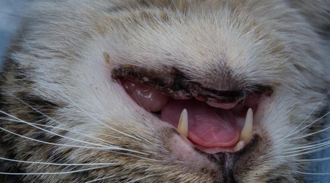 猫嘴巴得了炎症怎么办啊