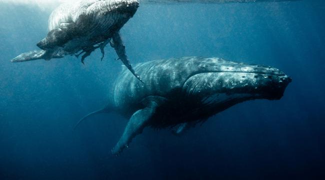 世界上最孤独的鲸鱼纪录片