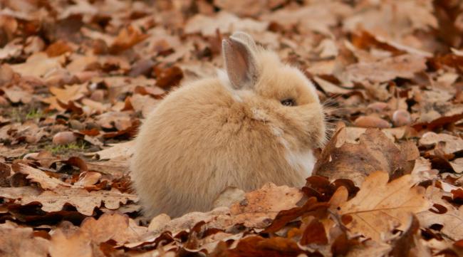 为什么小兔子到秋天了就会更胖呢