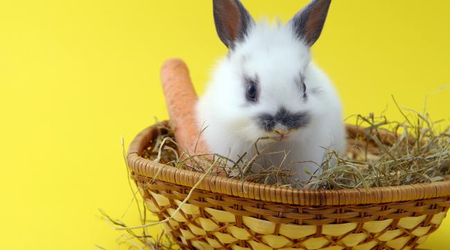 兔子几个月可以吃玉米