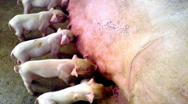 产后母猪一月以后喂多少料