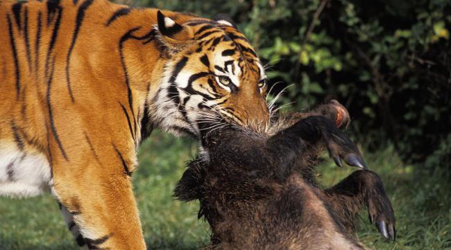 老虎和狮子战斗持久力比较强吗
