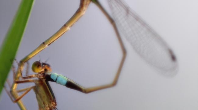 蜻蜓是如何进行生殖的呢