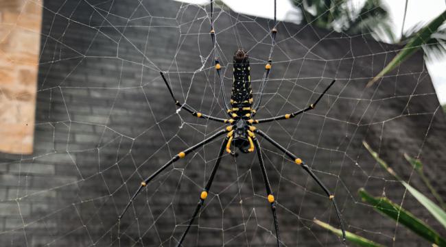 西班牙蜘蛛网代表什么寓意和象征