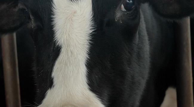 3到5天小奶牛吃多少奶水