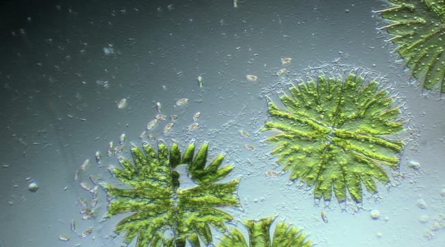 轮藻为什么比其它绿藻植物进化快