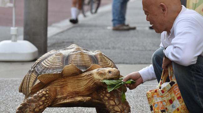 为什么日本人那么崇拜乌龟呢