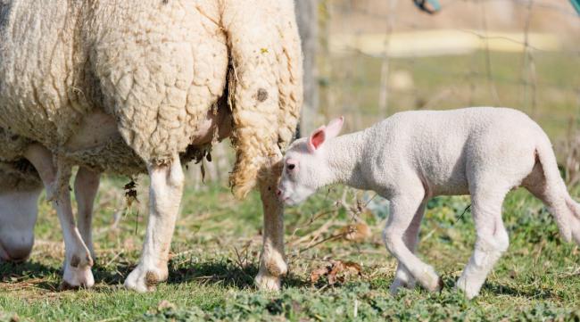 刚出生绵羊怎么喂奶粉