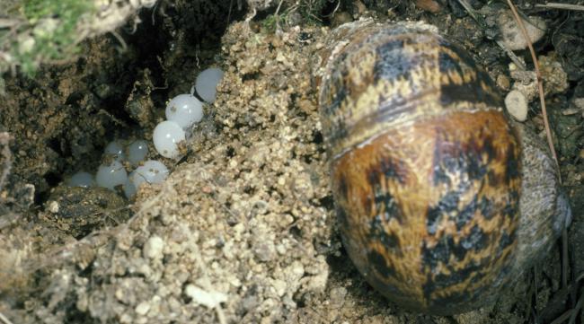蜗牛产卵后怎么处理
