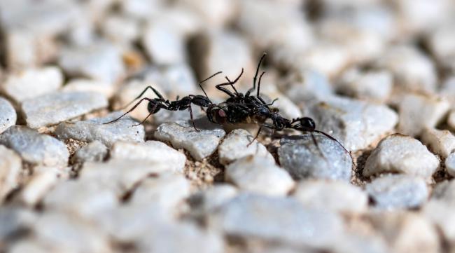 蚂蚁为什么要打仗