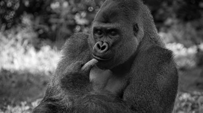 大猩猩生活了几亿年