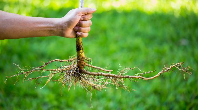 什么农药能把树根除掉呢
