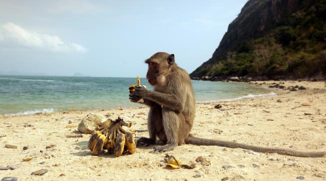 饥荒海滩怎么把香蕉给猴子放