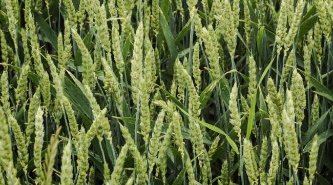 陕西耐旱高产麦种品种